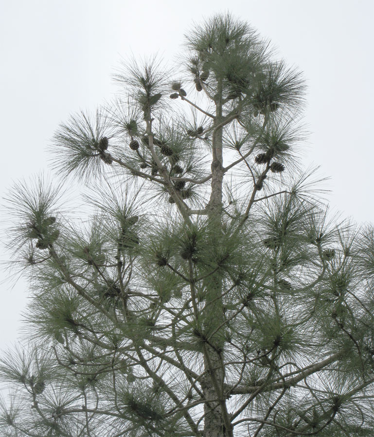 Image of Pinus canariensis specimen.