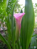 Zantedeschia rehmannii
