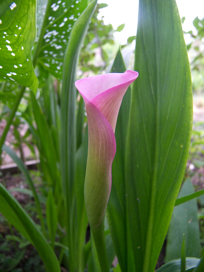 Image of Zantedeschia rehmannii specimen.