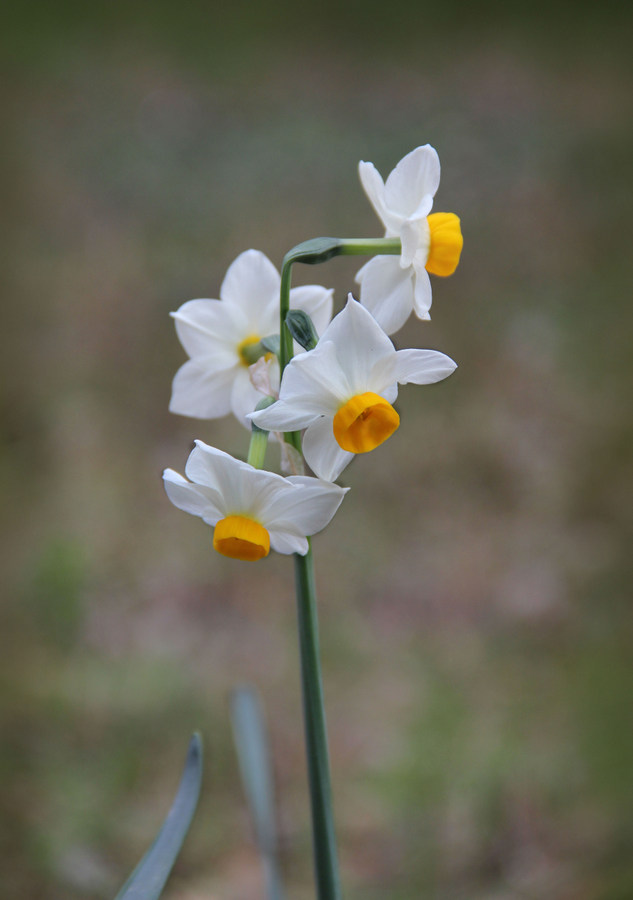 Image of Narcissus tazetta specimen.