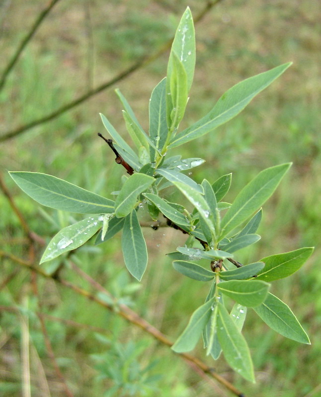 Изображение особи Salix purpurea.