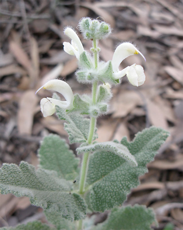 Изображение особи Salvia dominica.