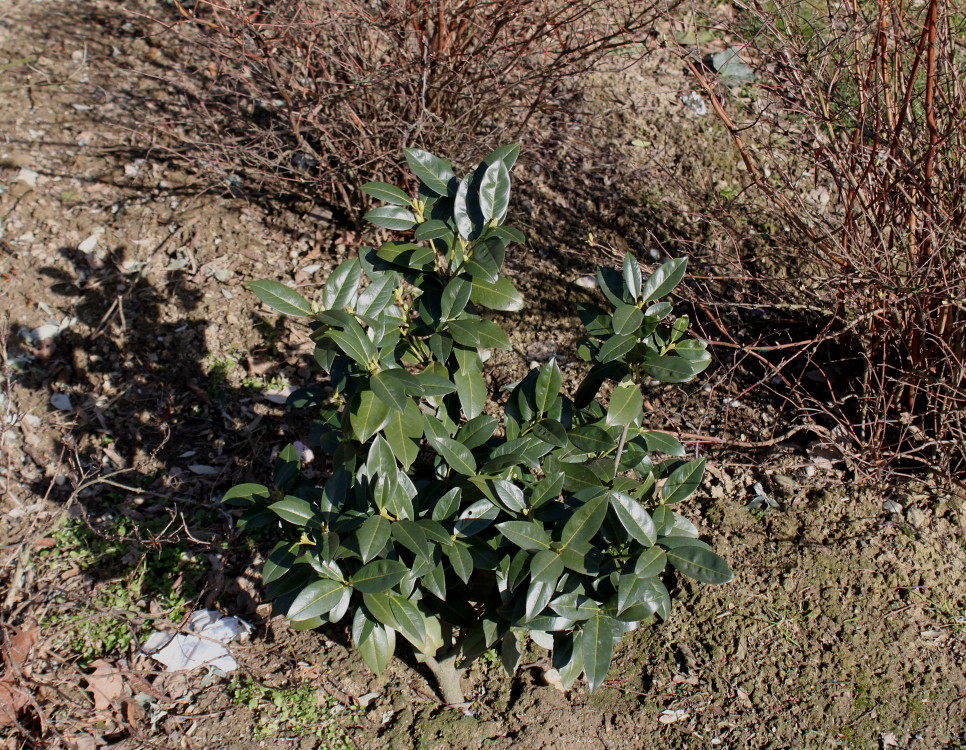 Image of Lauro-cerasus officinalis specimen.