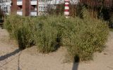 Fargesia murielae. Группа растений. Германия, г. Кемпен, на детской площадке. 25.03.2013.