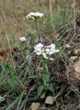 Noccaea praecox. Цветущее растение. Крым, Карадагский заповедник. 3 апреля 2013 г.