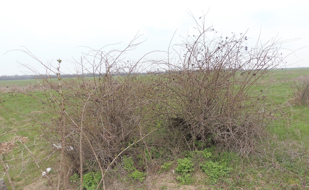 Image of Rosa rubiginosa specimen.