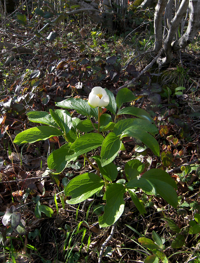 Image of Paeonia wittmanniana specimen.