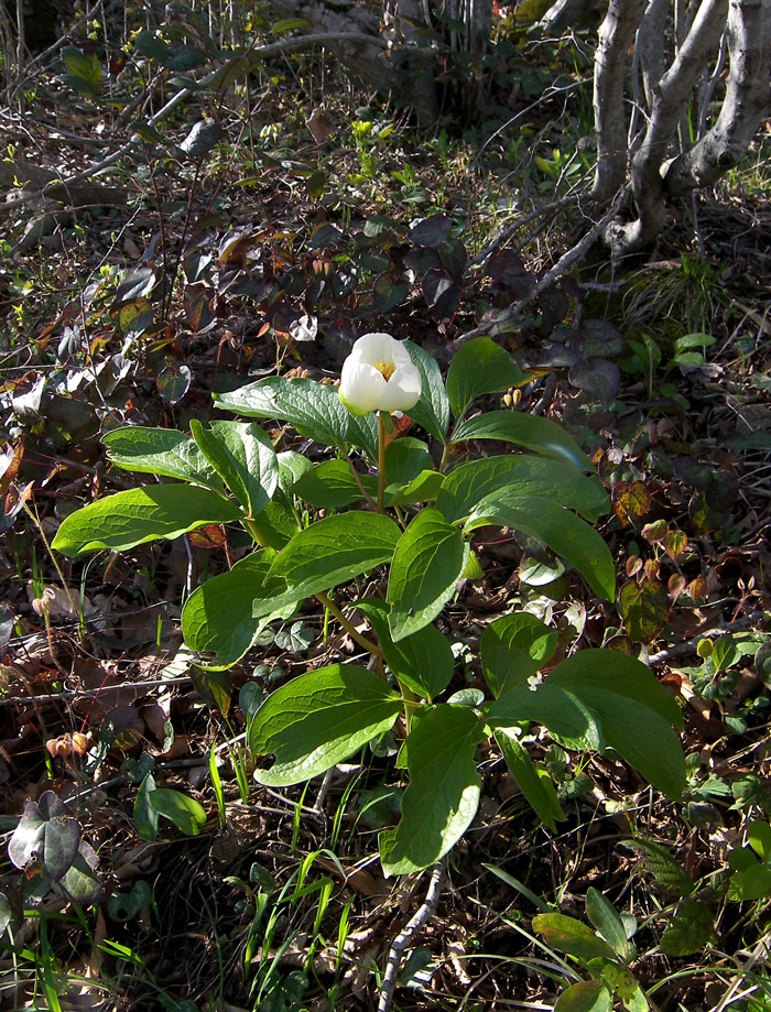 Изображение особи Paeonia wittmanniana.