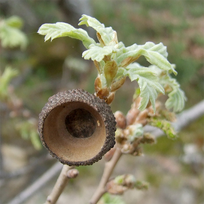 Изображение особи Quercus pubescens.