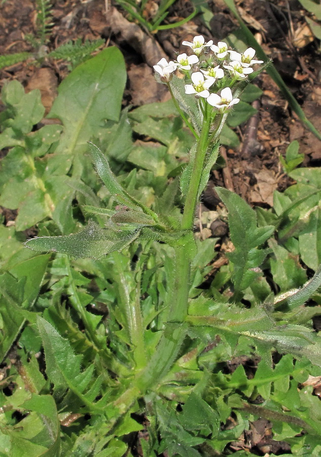 Image of Capsella bursa-pastoris specimen.