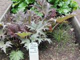 Rheum palmatum