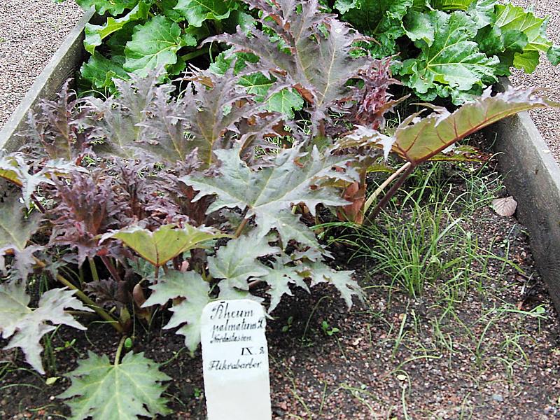 Изображение особи Rheum palmatum.
