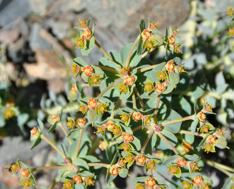 Image of Euphorbia marschalliana specimen.