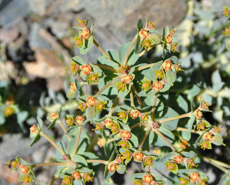 Изображение особи Euphorbia marschalliana.