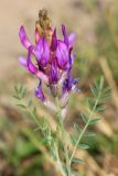 Astragalus varius