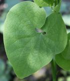 Aristolochia clematitis