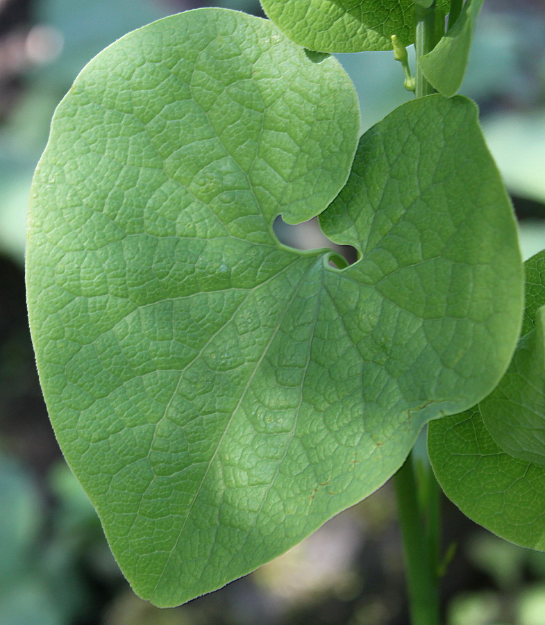 Image of Aristolochia clematitis specimen.