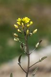 Draba stenocarpa