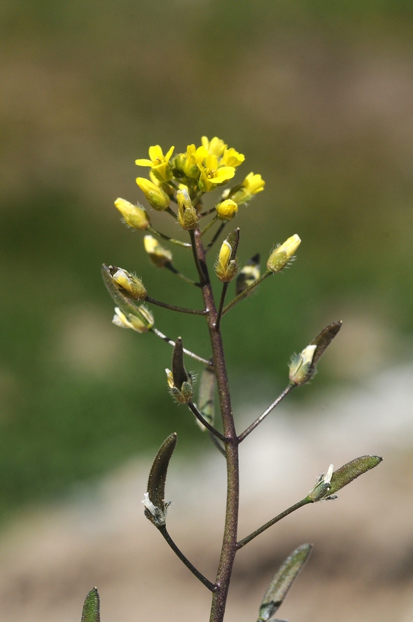 Image of Draba stenocarpa specimen.