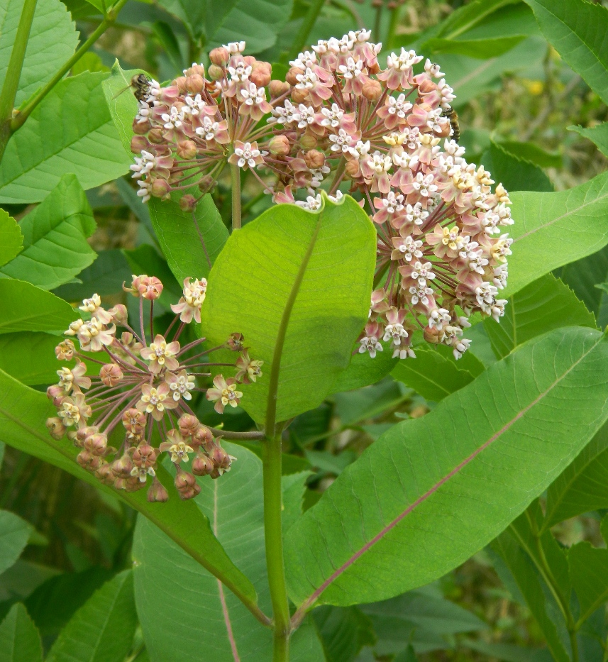 Image of Asclepias syriaca specimen.