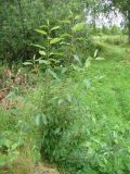 Populus laurifolia