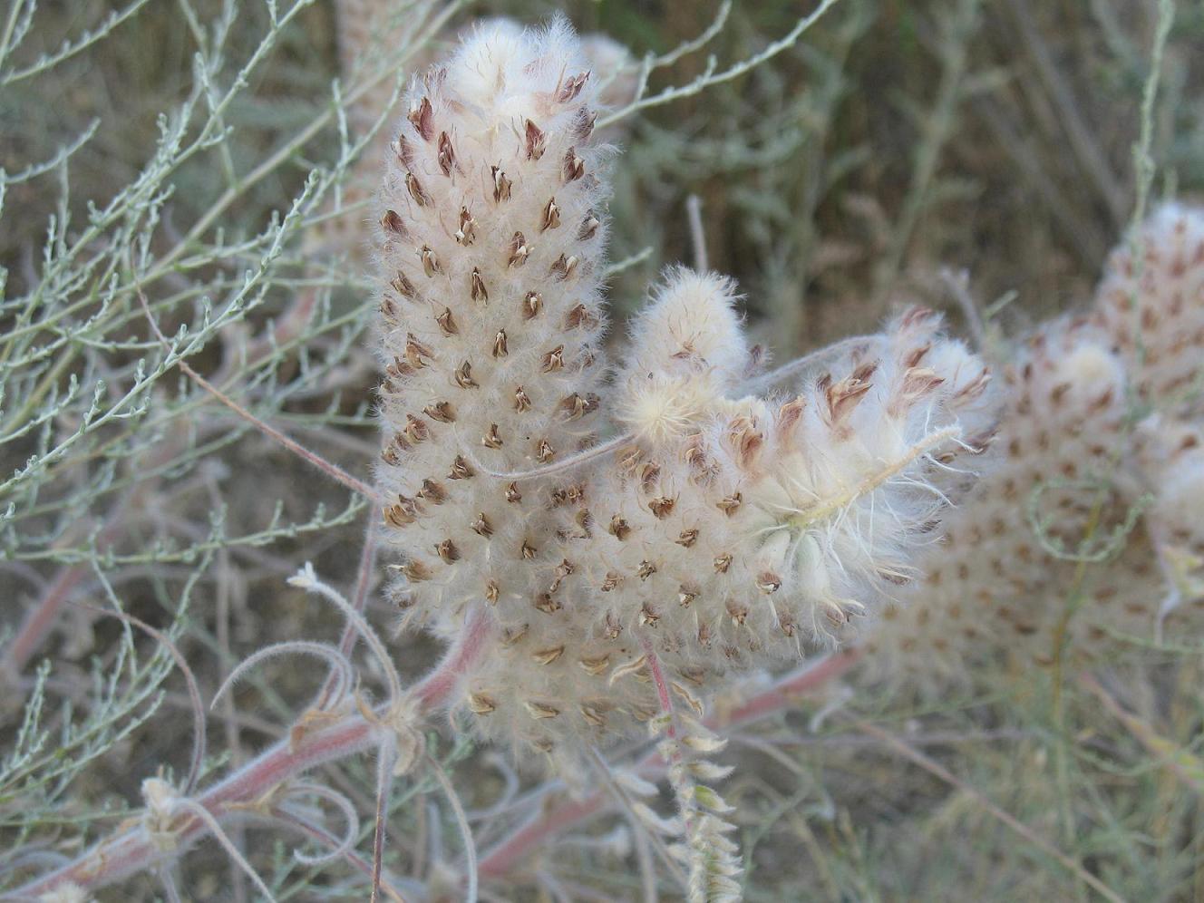 Изображение особи Astragalus alopecias.