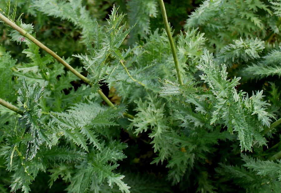 Image of Filipendula vulgaris specimen.