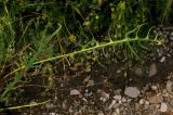 Youngia diversifolia