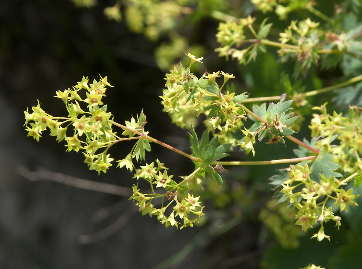 Изображение особи Alchemilla stellulata.