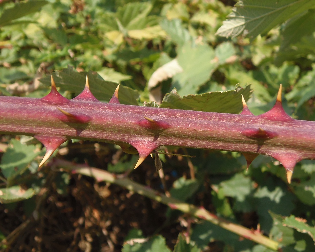 Image of genus Rubus specimen.