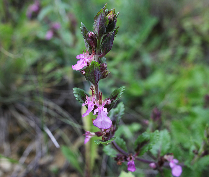 Изображение особи Teucrium chamaedrys.