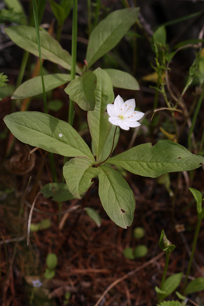 Image of Trientalis europaea specimen.
