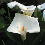 Zantedeschia aethiopica