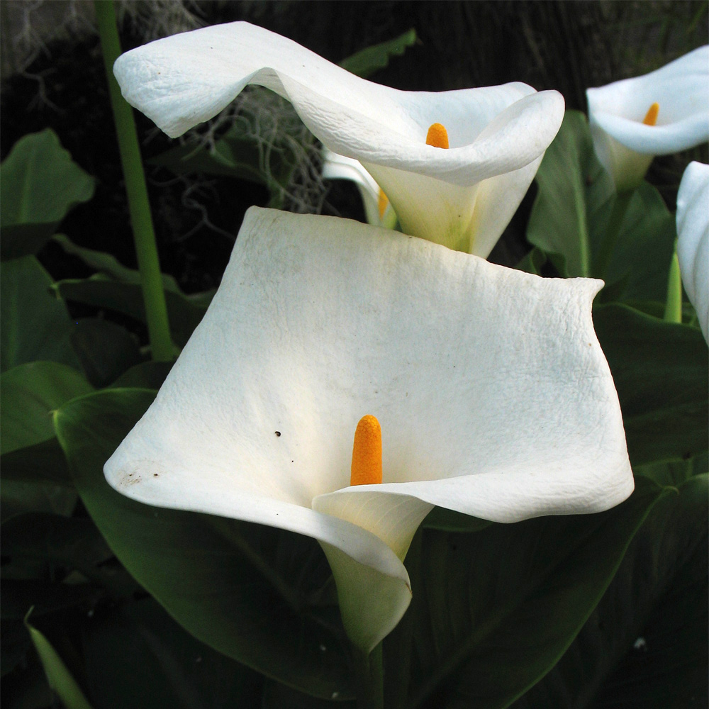 Изображение особи Zantedeschia aethiopica.