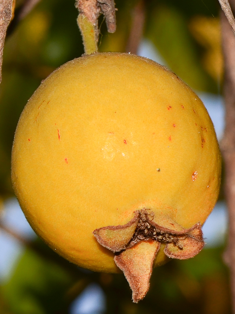 Image of Psidium guajava specimen.