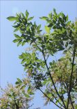 Fraxinus ornus