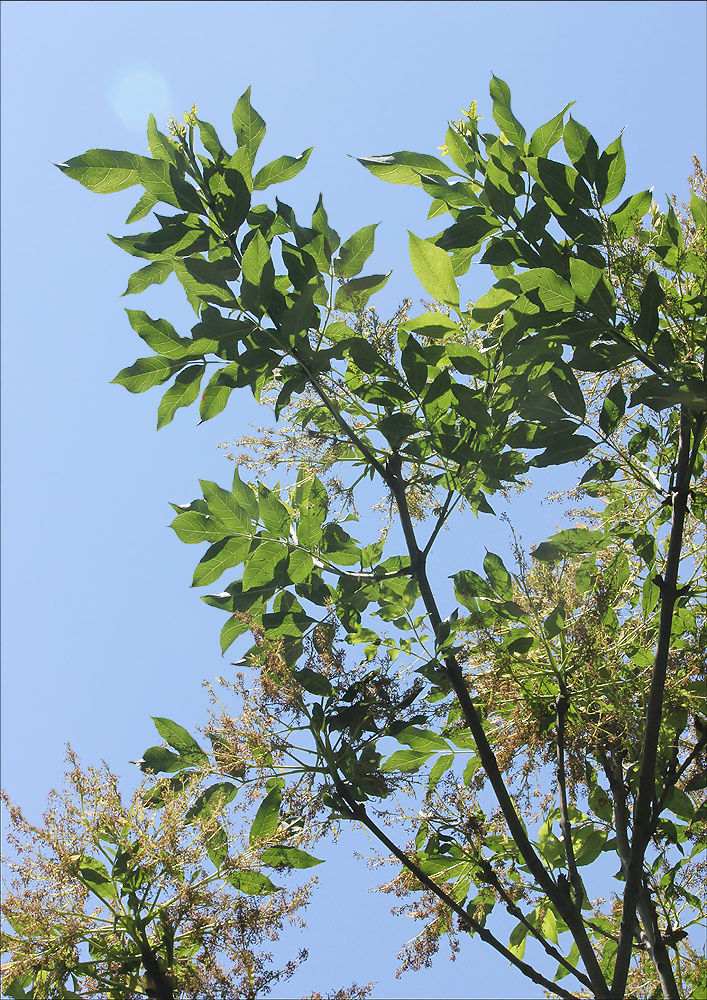 Изображение особи Fraxinus ornus.