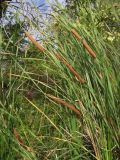 Typha domingensis