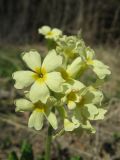 Primula pallasii