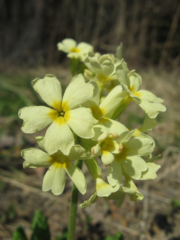 Image of Primula pallasii specimen.