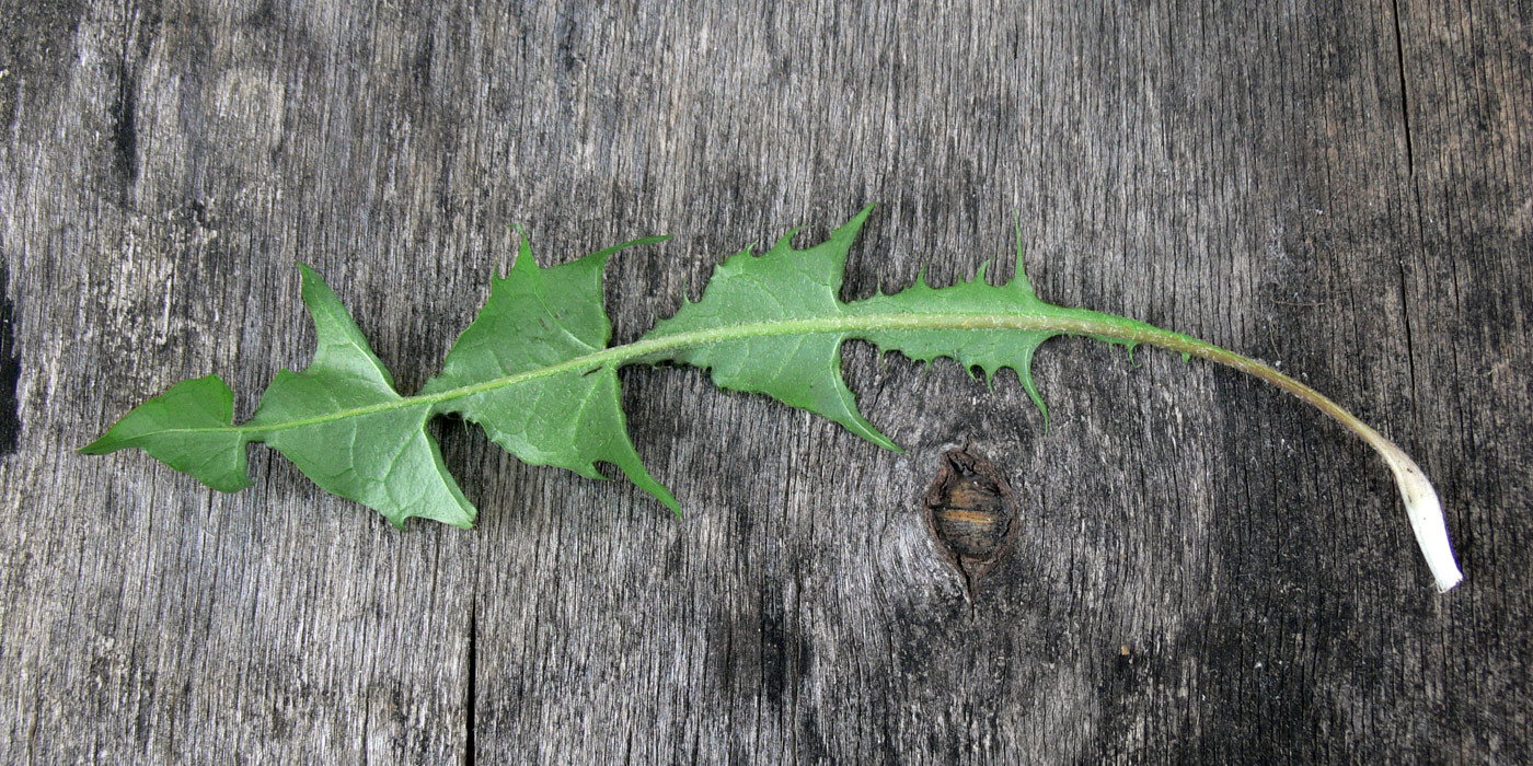 Изображение особи Taraxacum distantilobum.