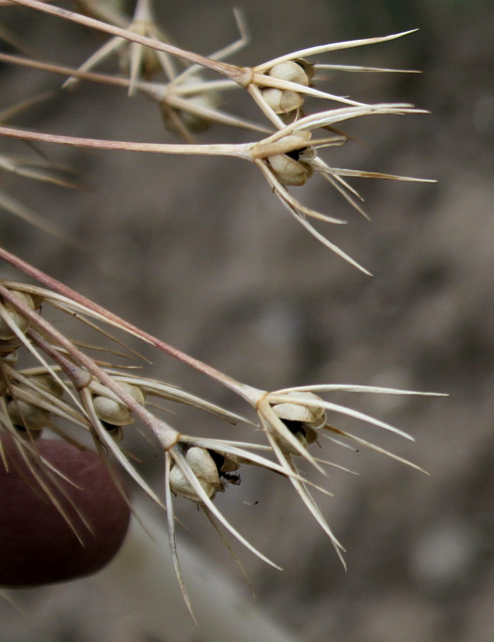 Изображение особи Allium cristophii.