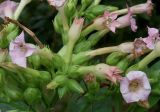 Nicotiana tabacum