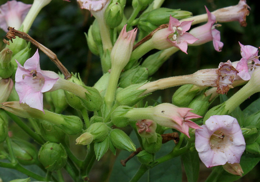 Растение Nicotiana tabacum