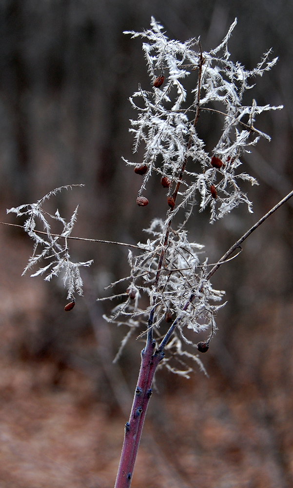 Изображение особи Cotinus coggygria.