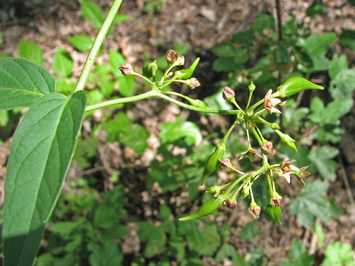 Image of Vincetoxicum rossicum specimen.