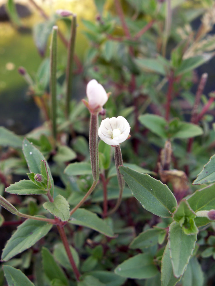 Image of genus Epilobium specimen.