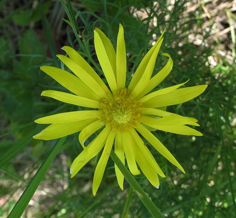 Image of Adonis vernalis specimen.