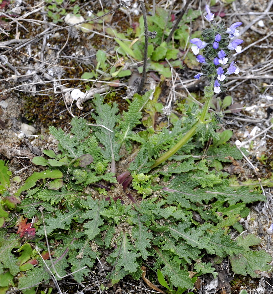 Изображение особи Salvia verbenaca.