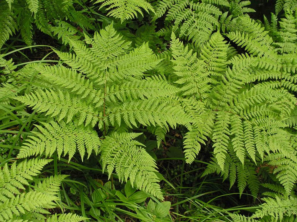 Image of Pseudocystopteris spinulosa specimen.